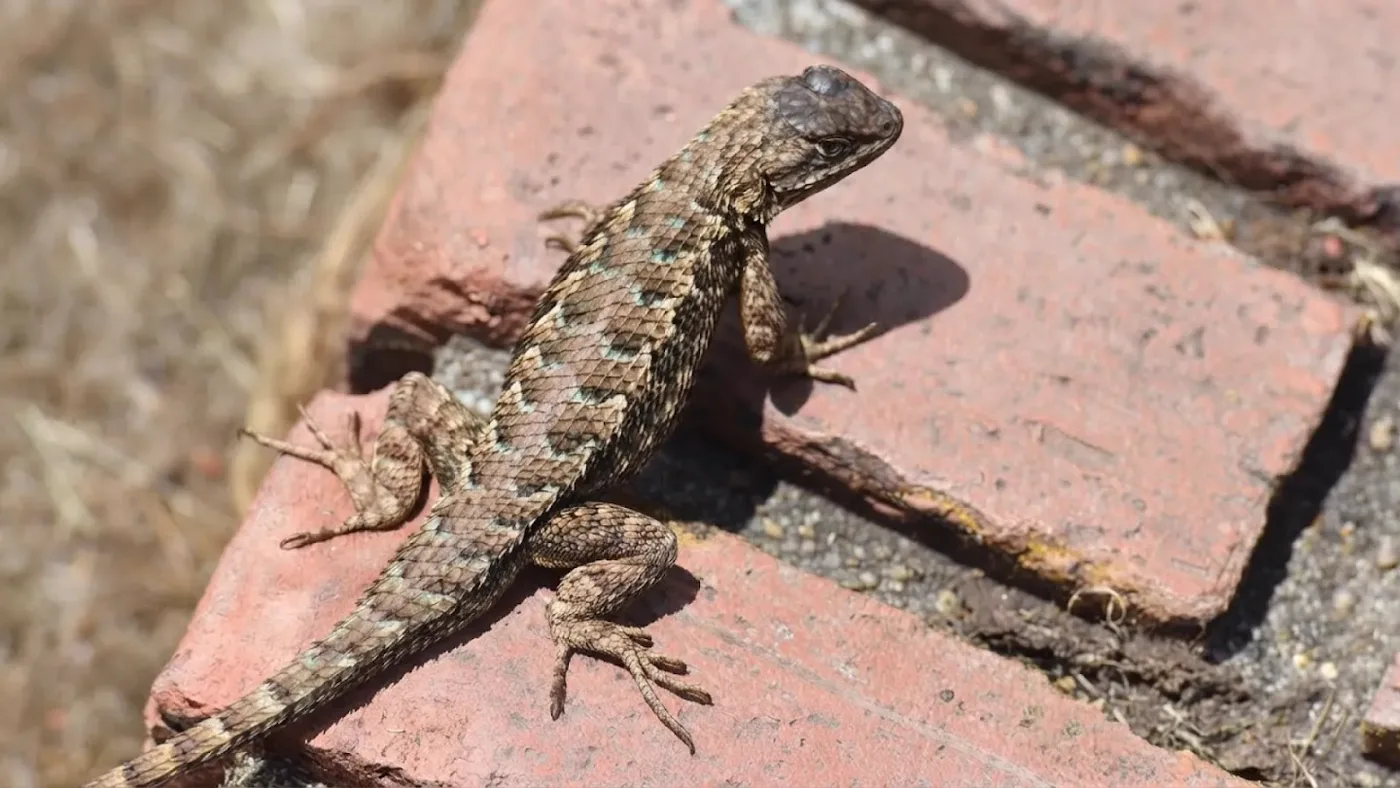 Nano Banana 2 Lite (Gemini 3.1 Flash-Lite Image) model-page hero image: a spiny lizard with turquoise-flecked scales basking on red bricks (vendor alt text; prompt not published)